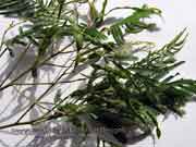 Green Wattle Acacia irrorata Leaves