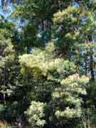 Green Wattle Acacia irrorata