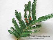 Green Wattle Acacia irrorata Jugary Glands