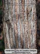 Bark of Acacia leiocalyx, Early Flowering Black Wattle