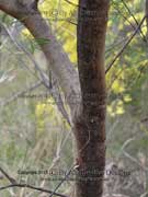 Narrow-leaved Wattle Acacia linearifolia Bark