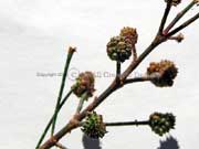 Beach Casuarina, Beach She-oak Casuarina equisetifolia