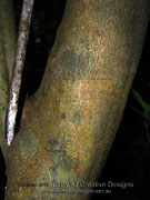 Bark of Black-leaved Socketwood Daphnandra melasmenaWattle