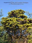 Callitris endlicheri, Black Cypress Pine