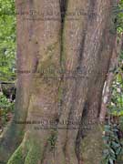Black Olive Berry Bark Elaeocarpus holopetalus