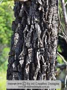 Bark of Black She-oak, Allocasuarina littoralis