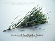 Black She-oak, Allocasuarina littoralis Branchlets