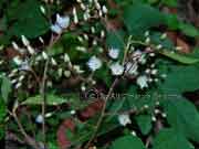 Flower Elaeocarpus reticulatus Blueberry Ash
