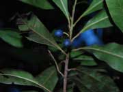 Elaeocarpus reticulatus Fruit Blueberry Ash