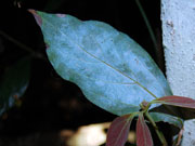 Green Bolly Gum Neolitsea australiensis Leaf