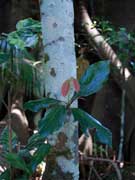 Green Bolly Gum Neolitsea australiensis Bark