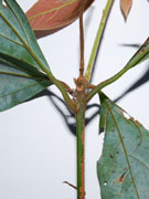 Green Bolly Gum Neolitsea australiensis Buds