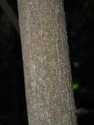Bolwarra Eupomatia laurina Bark