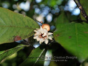 Eupomatia laurina Flower