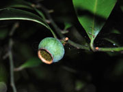 Bolwarra Eupomatia laurina Fruit