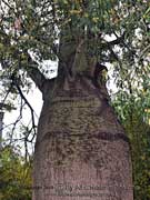 Queensland Bottle Tree Brachychiton rupestris Trunk