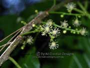Brittlewood Claoxylon australea Flower
