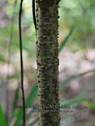 Broad-leaf Star Hair Astrotricha latifolia Bark