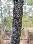Broad-leaved Geebung Persoonia levis Bark