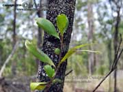 Broad-leaved Geebung Persoonia levis Fruit