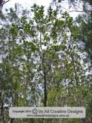 Broad-leaved Geebung Persoonia levis