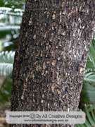 Brown Damson Terminalia arenicola Bark