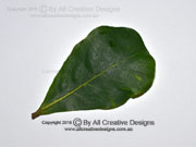 Brown Damson Terminalia arenicola Leaf