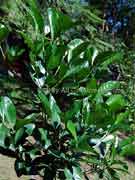 Randia fitzalanii Brown Gardenia