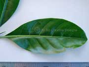 Randia fitzalanii Leaves
