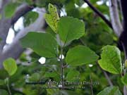 Brown Kurrajong Commersonia bartramia Foliage