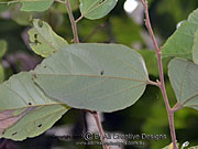 Brown Kurrajong Commersonia bartramia Leaf