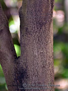Brown Pearwood Amorphospermum antilogum Bark
