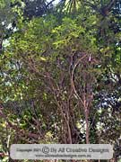 Brown Pearwood Amorphospermum antilogum