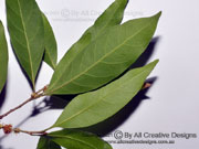 Brown Pearwood Amorphospermum antilogum Leaves lower surface