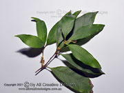 Brown Pearwood Amorphospermum antilogum Leaves
