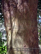Brown Pine Podocarpus elatus Bark