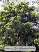 Brown Pine Podocarpus elatus