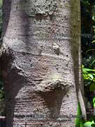 Bark Brown Silky Oak Opisthiolepis heterophylla