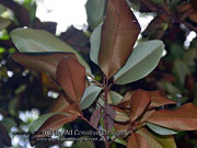 Brown Silky Oak Opisthiolepis heterophylla Foliage