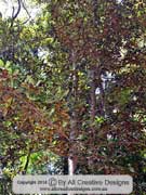 Brown Silky Oak Opisthiolepis heterophylla