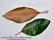 Brown Silky Oak Opisthiolepis heterophylla Leaves