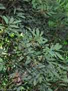  Brown Tamarind Castanospora alphandii Foliage