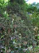 Brown Tamarind Castanospora alphandii