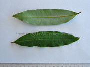 Brown Tamarind Castanospora alphandii Leaves