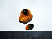  Brown Tuckeroo Cupaniopsis flagelliformis var.australis Fruit