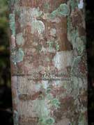 Brush Apple Mischocarpus pyriformis Bark
