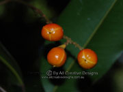 Fruit Mischocarpus pyriformis Yellow Pear-fruit