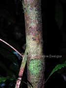 Brush Pepperbush Tasmannia insipida Bark