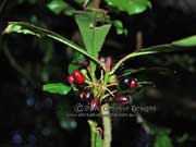 Brush Pepperbush Tasmannia insipida Fruit