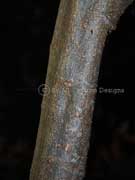 Pitted-leaf Steelwood, Toechima tenax, Brush Teak Bark